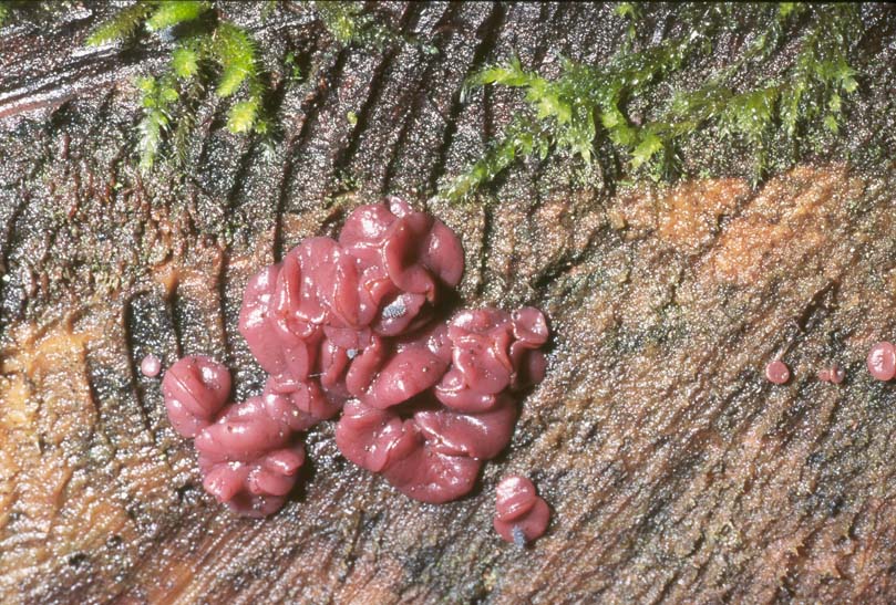 Ascocoryne sarcoides